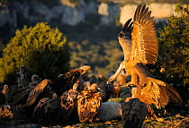 RF- Griffon vultures (Gyps fulvus) feeding, Montejo de la Vega, Segovia, Castilla y Leon, Spain. March. (This image may be licensed either as rights managed or royalty free.)