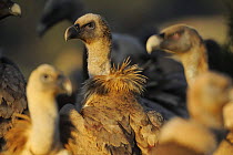 Griffon vulture (Gyps fulvus) Montejo de la Vega, Segovia, Castilla y Leon, Spain, March 2009