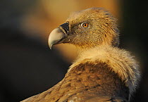 Griffon vulture (Gyps fulvus) portrait, Montejo de la Vega, Segovia, Castilla y Leon, Spain, March 2009