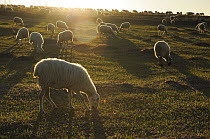 Domestic sheep grazing, Parque Natural Hoces del Rio Riaza, Monejo de la Vega, Segovia, Spain, March 2009
