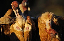Griffon vultures (Gyps fulvus) heads covered in blood from feeding, Montejo de la Vega, Segovia, Castilla y Leon, Spain, March 2009