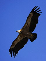 Griffon vulture (Gyps fulvus) in flight, Montejo de la Vega, Segovia, Castilla y Leon, Spain, March 2009