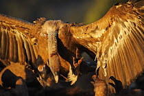 Griffon vulture (Gyps fulvus) landing amongst others, Montejo de la Vega, Segovia, Castilla y Leon, Spain, March 2009