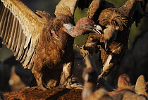 Griffon vultures (Gyps fulvus) fighting over access to carcass, Montejo de la Vega, Segovia, Castilla y Leon, Spain, March 2009