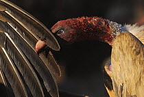 Griffon vulture (Gyps fulvus) head covered in blood from feeding, with the wing of another individual, Montejo de la Vega, Segovia, Castilla y Leon, Spain, March 2009