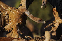 Griffon vulture (Gyps fulvus) fighting on carcass, Montejo de la Vega, Segovia, Castilla y Leon, Spain, March 2009