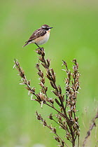 Male Whinchat (Saxicola saxicola) perched, Lithuania, May 2009