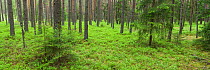 Coniferous forest in spring, near Vilnius, Lithuania, May 2009