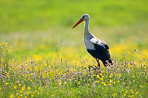 White stork (Ciconia ciconia) in flower meadow, Labanoras Regional Park, Lithuania, May 2009