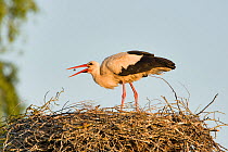 White stork (Ciconia ciconia) adult in breeding plumage, tossing food into beak to feed, Lithuania, May 2009