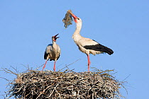 White stork (Ciconia ciconia) pair at nest engaged in courtship display, male with nesting material, Lithuania, May 2009