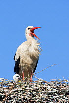 White stork (Ciconia ciconia) adult in breeding plumage on nest, calling, Lithuania, May 2009