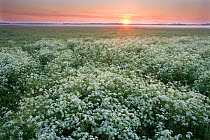 Cow parsley (Anthriscus sylvestris) at dawn in damp meadow, Nemunas River Valley, Lithuania, June 2009. Exclusive Japanese calendar rights for 2014