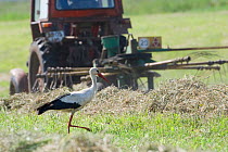 White stork (Ciconia ciconia) following tractor searching for insects amongst hay, Lithuania, June 2009