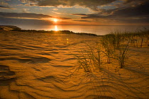 Sunrise over sand dunes on Agilos Kopa, Nagliai Nature Reserve, Curonian Spit, Lithuania, June 2009