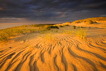 Sand dunes on Agilos Kopa, Nagliai Nature Reserve, Curonian Spit, Lithuania, June 2009. WWE BOOK. WWE INDOOR EXHIBITION