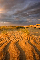 Sand dunes on Agilos Kopa, Nagliai Nature Reserve, Curonian Spit, Lithuania, June 2009