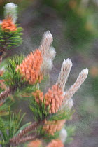 Pollen blowing from cones of pine tree, Nagliai Nature Reserve, Curonian Spit, Lithuania, June 2009