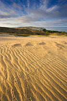 Sand dunes with bird footprints on Agilos Kopa, Nagliai Nature Reserve, Curonian Spit, Lithuania, June 2009