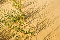 Marram (Ammophila arenaria) growing in sand, Curonian Spit, Lithuania, June 2009