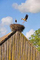 White stork (Ciconia ciconia) pair nesting on old barn, Nemunas regional reserve, Lithuania, June 2009