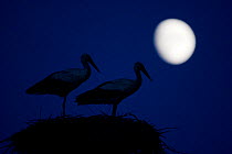 White stork (Ciconia ciconia) pair at nest, dusk, with moon, Nemunas Delta, Lithuania, June 2009
