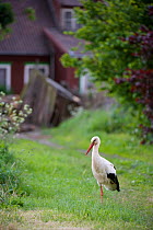 White stork (Ciconia ciconia) stood in village allotment, Rusne, Nemunas Regional Park, Lithuania, June 2009