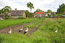White stork (Ciconia ciconia) group stood in village allotments, Lithuania, June 2009