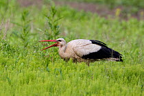 White stork (Ciconia ciconia) feeding on earthworm, Rusne, Nemunas Regional Park, Lithuania, June 2009
