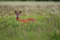 Roe deer (Capreolus capreolus) buck in wet meadow, Nemunas Regional Park, Lithuania, June 2009