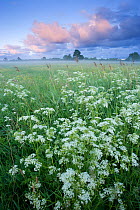 Cow parsely (Anthriscus sylvestris) in damp flower meadow at dawn, Nemunas regional Reserve, Lithuania, June 2009