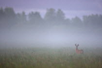Roe deer (Capreolus capreolus) buck in wet meadow at dawn, Nemunas Delta, Lithuania, June 2009