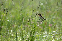 Whinchat (Saxicola saxicola) male, Nemunas Regional Reserve, Lithuania, June 2009