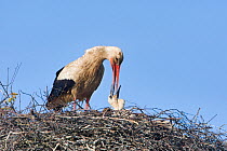 White stork (Ciconia ciconia) adult feeding chick at nest, Rusne, Nemunas Regional Park, Lithuania, June 2009