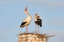 White stork (Ciconia ciconia) pair at nest site on old chimney, Rusne, Nemunas Regional Park, Lithuania, June 2009
