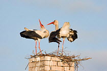 White stork (Ciconia ciconia) pair, courtship, at nest on old chimney, Rusne, Nemunas Regional Park, Lithuania, June 2009