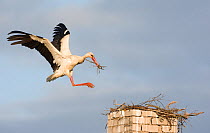 White stork (Ciconia ciconia) landing on chimney with nesting material, Rusne, Nemunas Regional Park, Lithuania, June 2009