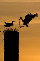 White stork (Ciconia ciconia) landing with nest material, silhouetted at dusk, Rusne, Nemunas Regional Park, Lithuania, June 2009 WWE OUTDOOR EXHIBITION. Wild Wonders kids book.