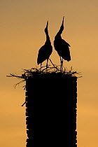 White stork (Ciconia ciconia) pair displaying, silhouetted at nest on old chimney, Rusne, Nemunas Regional Park, Lithuania, June 2009