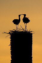 White stork (Ciconia ciconia) pair silhouetted at nest on old chimney, Rusne, Nemunas Regional Park, Lithuania, June 2009
