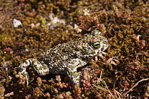 Natterjack toad (Bufo calamita) Sierra de Andújar Natural Park, Mediterranean woodland of Sierra Morena, north east Jaén Province, Andalusia, Spain, April 2009