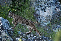 Wild Iberian lynx (Lynx pardinus) female, one year, on rocks, Sierra de Andjar Natural Park, Mediterranean woodland of Sierra Morena, north east Jan Province, Andalusia, Spain, April 2009, Critically...