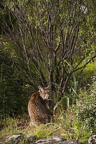 Wild Iberian lynx (Lynx pardinus) male, one year, with GPS tracking collar, sitting, Sierra de Andjar Natural Park, Mediterranean woodland of Sierra Morena, north east Jan Province, Andalusia, Spain,...