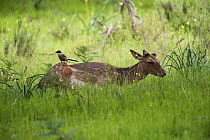 Fallow deer (Dama dama) male with an Azure winged magpie (Cyanopica cyanus) sitting on its back, Sierra de Andújar Natural Park, Mediterranean woodland of Sierra Morena, north east Jaén Province, An...