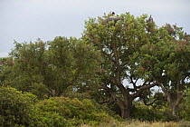 Cork oak trees (Quercus suber) Sierra de Andújar Natural Park, Mediterranean woodland of Sierra Morena, north east Jaén Province, Andalusia, Spain, May 2009