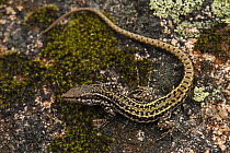 Iberian Wall Lizard (Podarcis hispanica) on rock, Sierra de Andjar Natural Park, Mediterranean woodland of Sierra Morena, north east Jan Province, Andalusia, Spain, April 2009