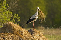 White stork (Ciconia ciconia) on hay mound carrying some in its beak, Matsalu National Park, Estonia, May 2009