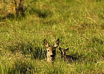 Roe deer (Capreolus capreolus) lying in long grass with fawn, Matsalu National Park, Estonia, May 2009