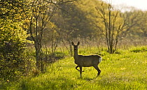 Roe deer (Capreolus capreolus) Matsalu National Park, Estonia, May 2009