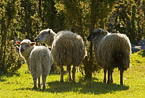 Rear view of two Sheep with a lamb, Matsalu National Park, Estonia, May 2009